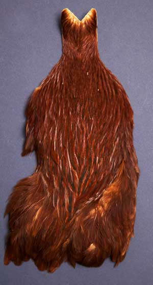 Rhode Island Red Hen Cape